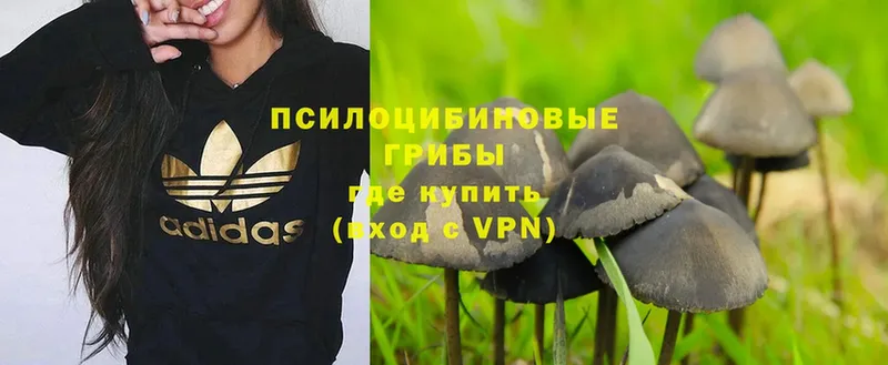 darknet клад  Асино  Псилоцибиновые грибы MAGIC MUSHROOMS  наркота 